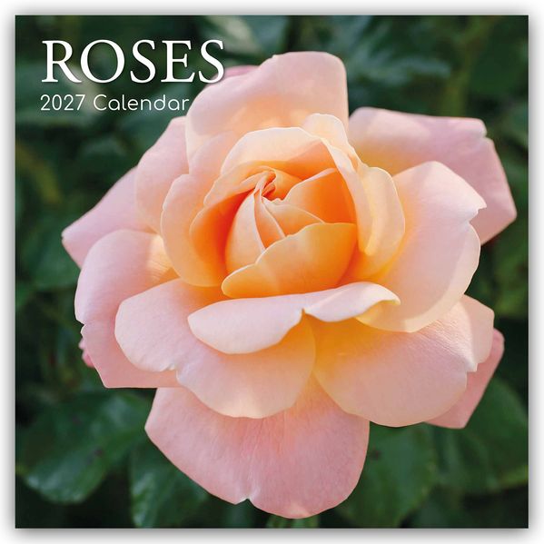 Roses - Rosen 2027 - 16-Monatskalender