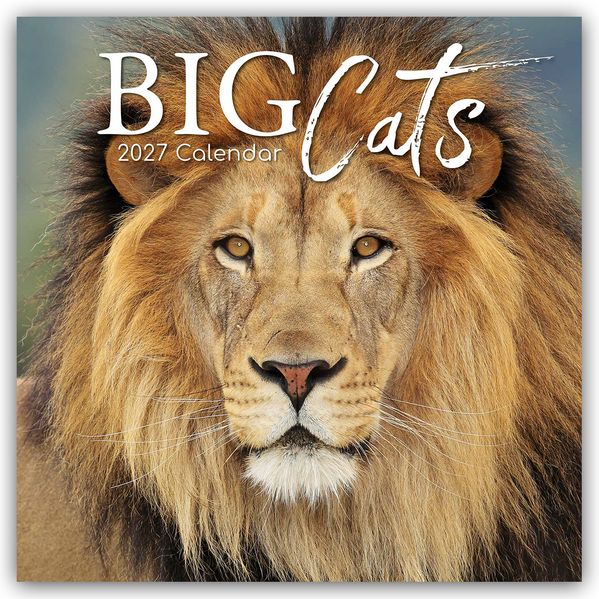Big Cats - Raubkatzen - Löwen Tiger Geparden Leoparden 2027 - 16-Monatskalender