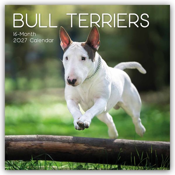 Bull Terrier 2027 - 16-Monatskalender