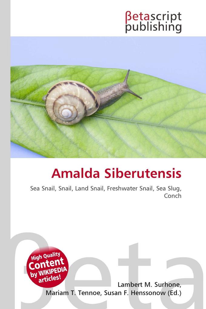 Amalda Siberutensis