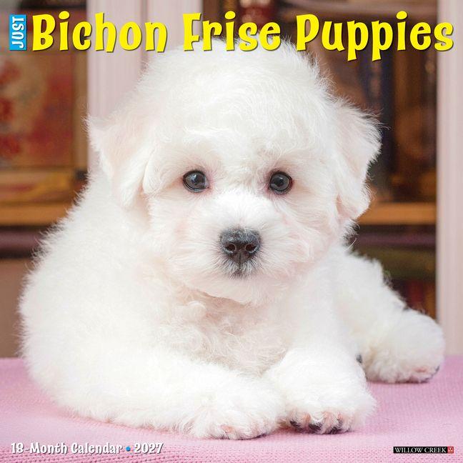 Bichon Frise Puppies 2027 12 X 12 Wall Calendar