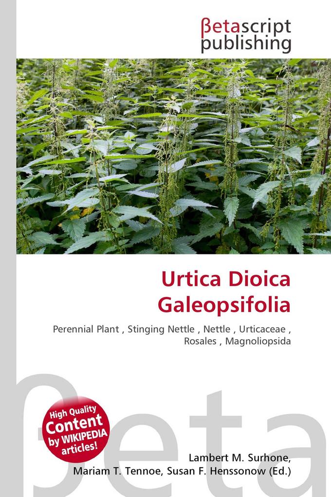 Urtica Dioica Galeopsifolia