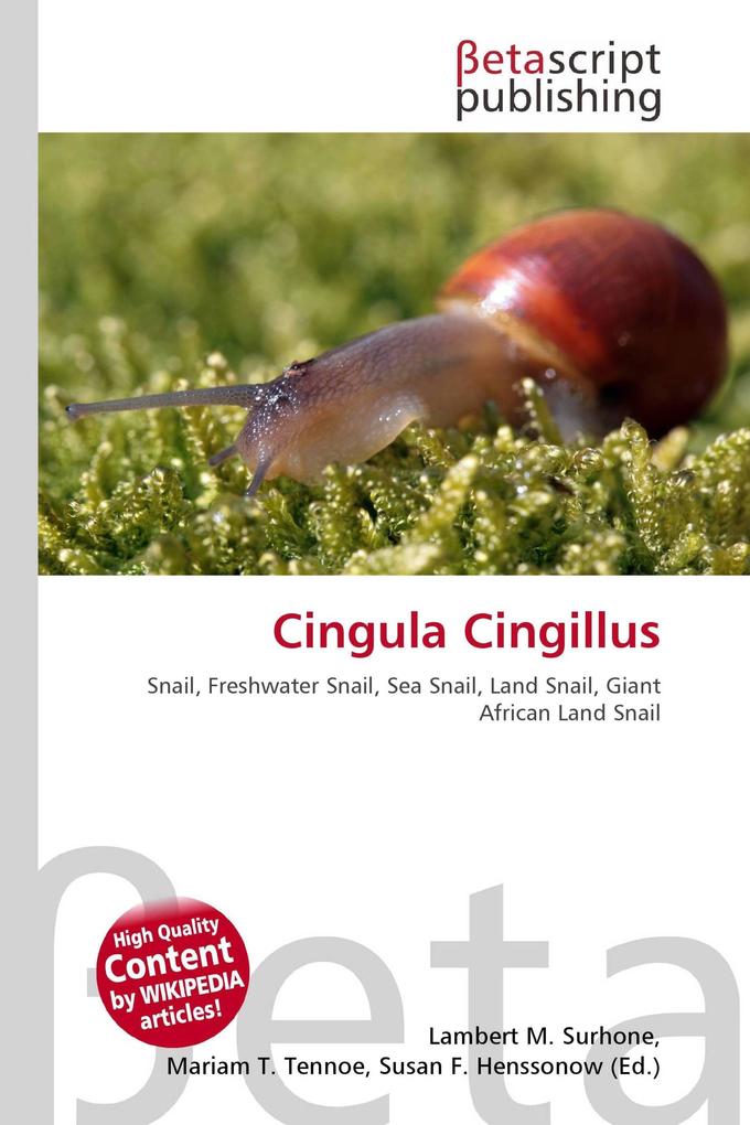 Cingula Cingillus