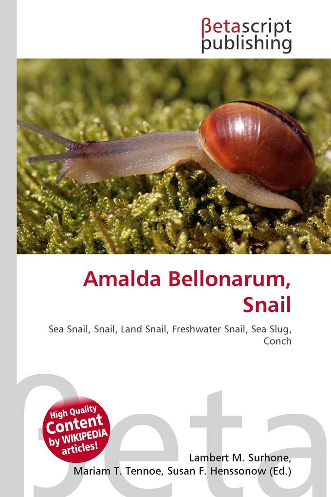 Amalda Bellonarum Snail