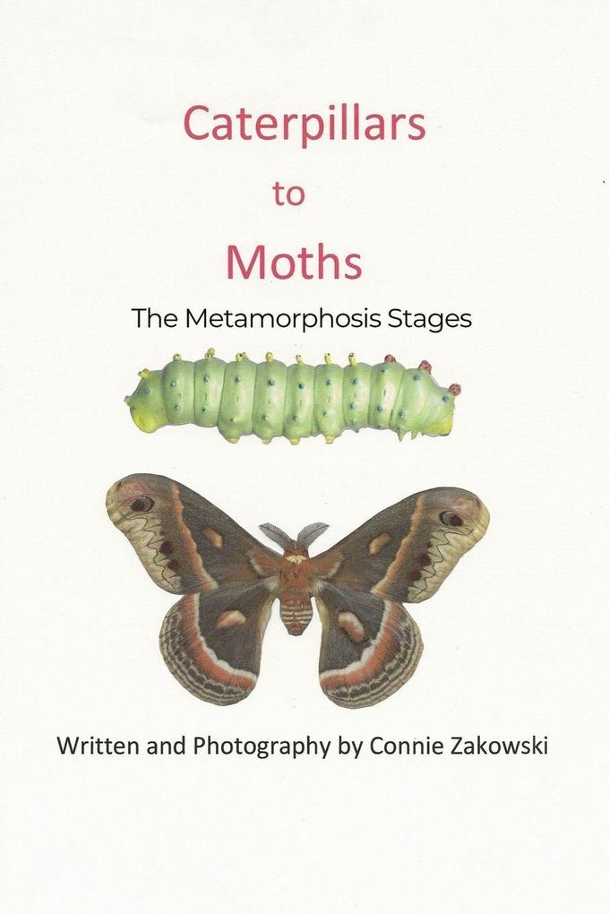 Caterpillars to Moths
