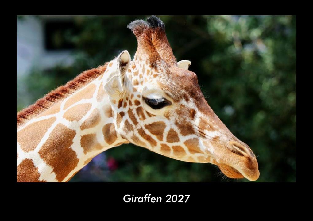 Giraffen 2027 Fotokalender DIN A3