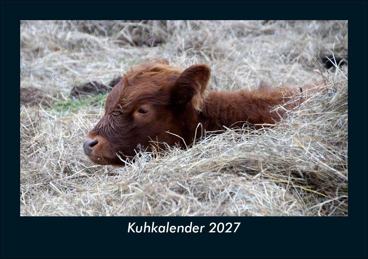 Kuhkalender 2027 Fotokalender DIN A5