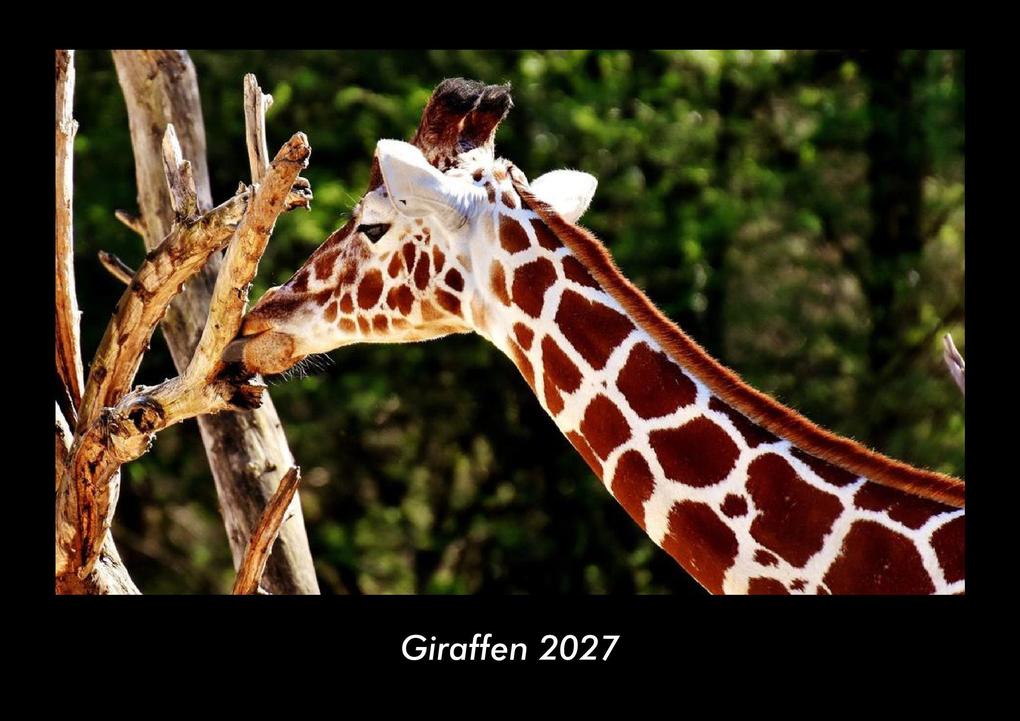 Giraffen 2027 Fotokalender DIN A3