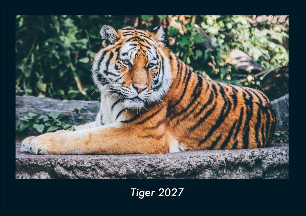 Tiger 2027 Fotokalender DIN A4
