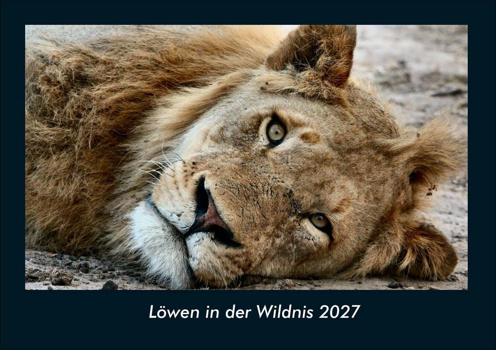 Löwen in der Wildnis 2027 Fotokalender DIN A4