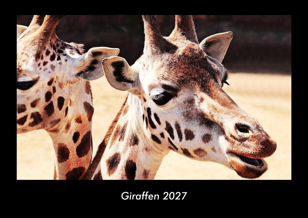 Giraffen 2027 Fotokalender DIN A3