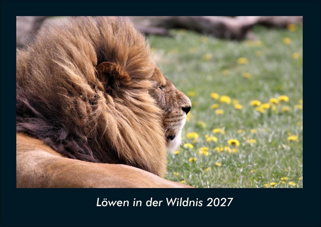 Löwen in der Wildnis 2027 Fotokalender DIN A4