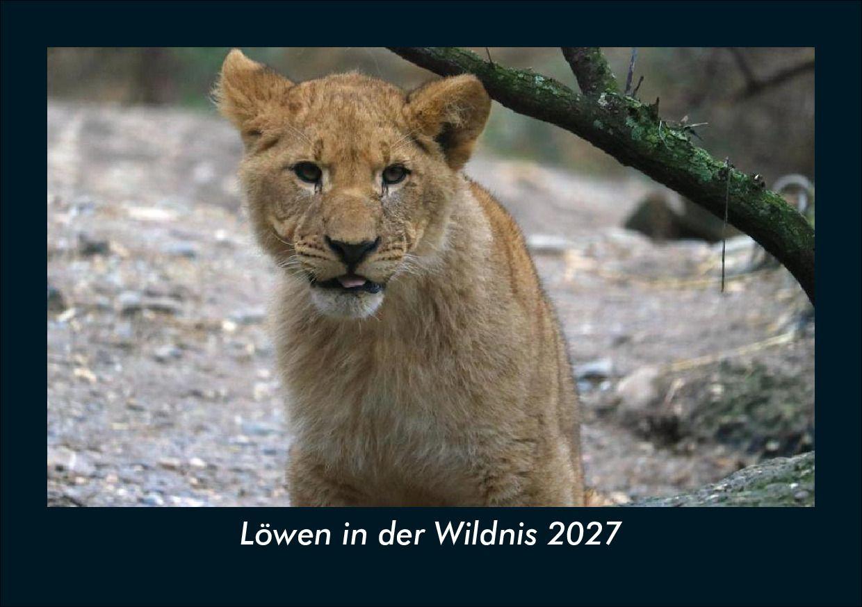 Löwen in der Wildnis 2027 Fotokalender DIN A5