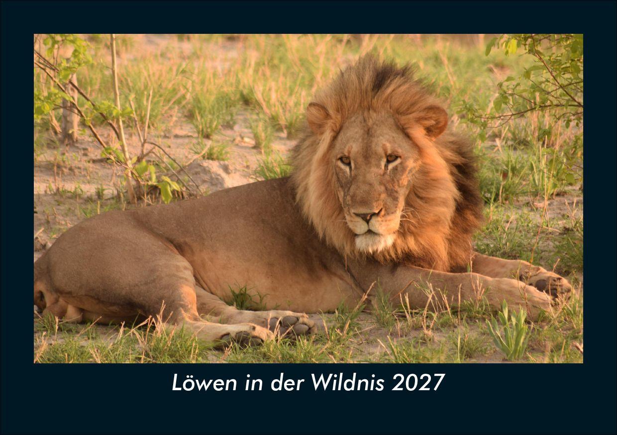 Löwen in der Wildnis 2027 Fotokalender DIN A5