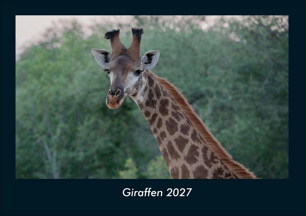 Giraffen 2027 Fotokalender DIN A4