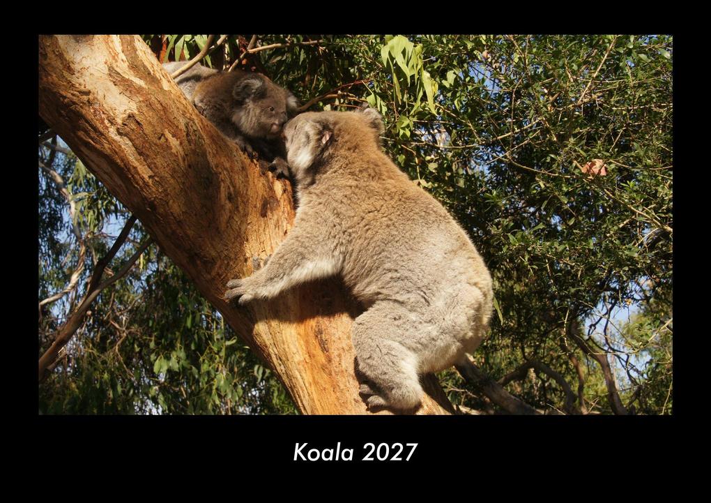 Koala 2027 Fotokalender DIN A3