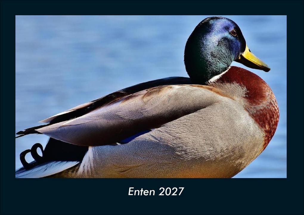 Enten 2027 Fotokalender DIN A4
