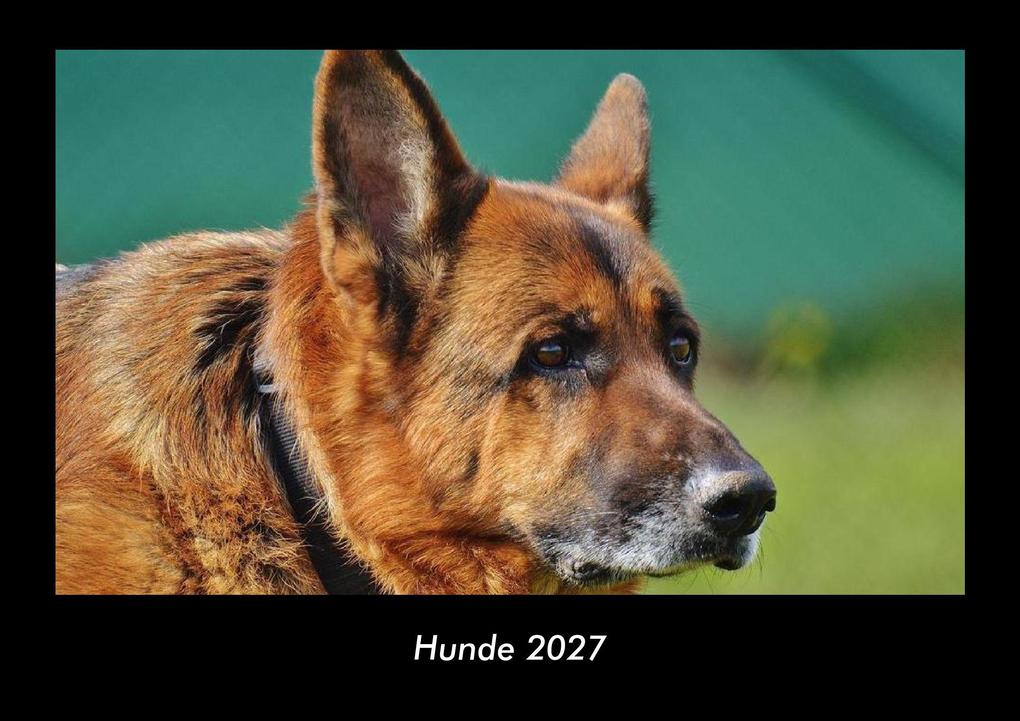Hunde 2027 Fotokalender DIN A3