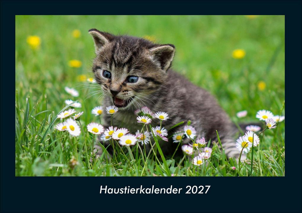 Haustierkalender 2027 Fotokalender DIN A4