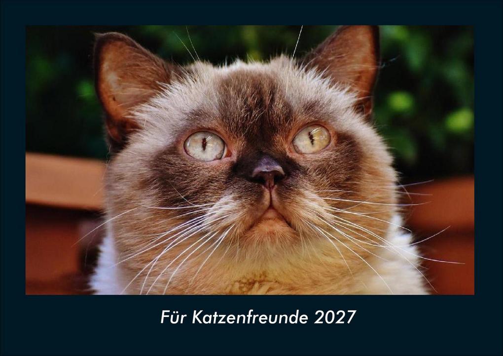 Für Katzenfreunde 2027 Fotokalender DIN A4