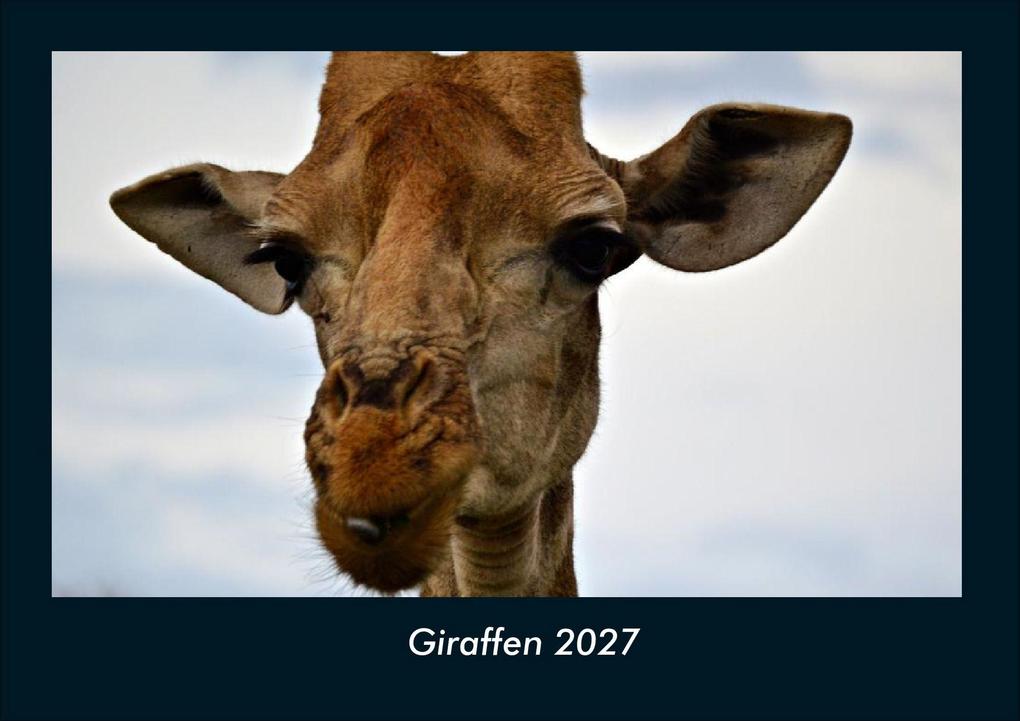 Giraffen 2027 Fotokalender DIN A4