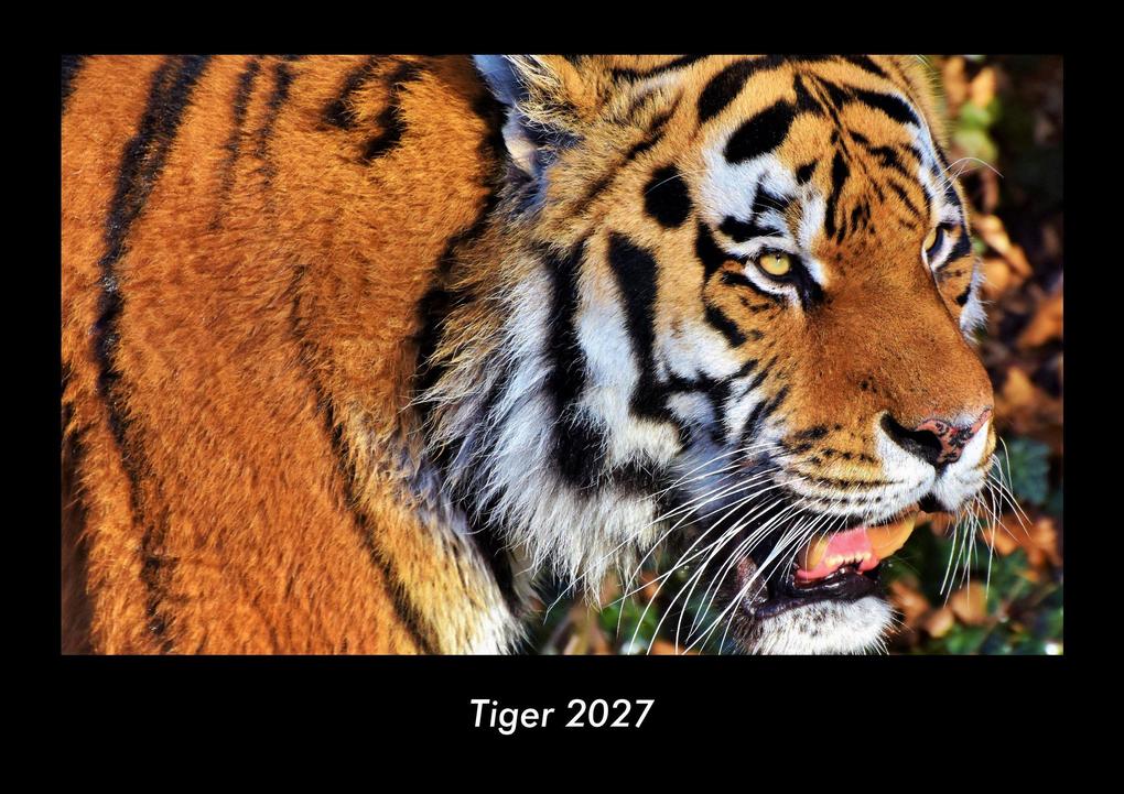 Tiger 2027 Fotokalender DIN A3