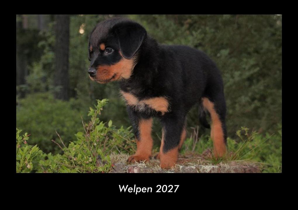 Welpen 2027 Fotokalender DIN A3