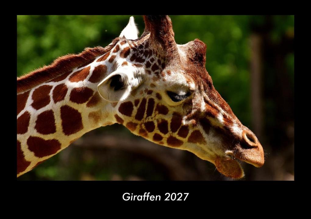 Giraffen 2027 Fotokalender DIN A3