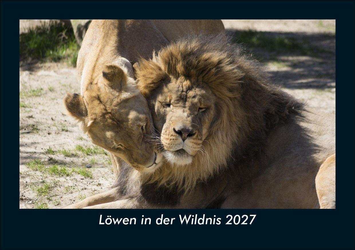 Löwen in der Wildnis 2027 Fotokalender DIN A5
