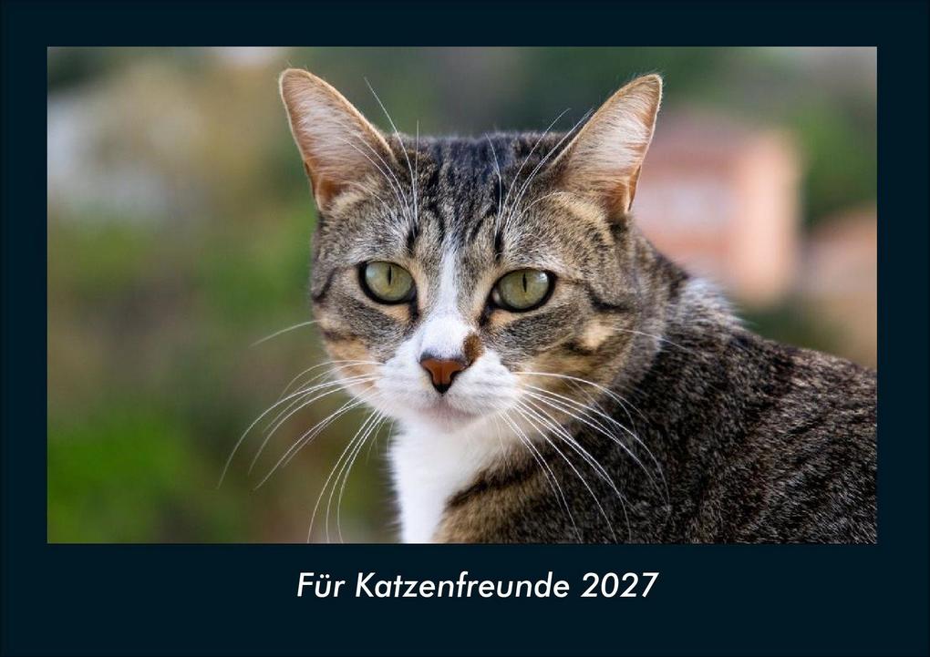 Für Katzenfreunde 2027 Fotokalender DIN A4