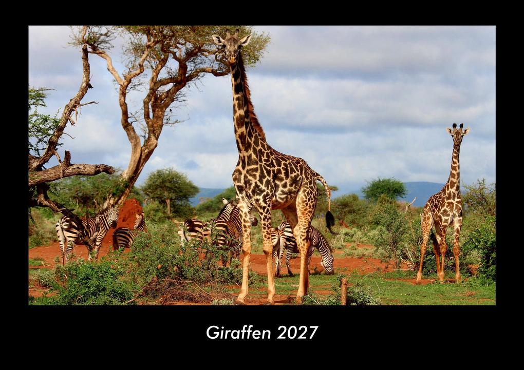 Giraffen 2027 Fotokalender DIN A3