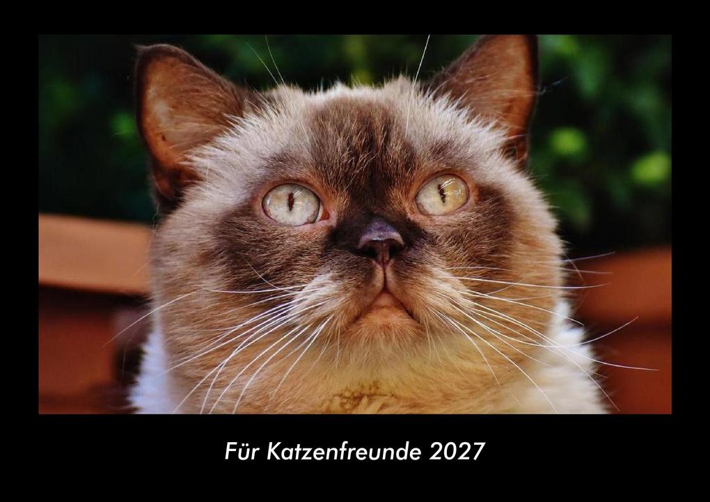 Für Katzenfreunde 2027 Fotokalender DIN A3
