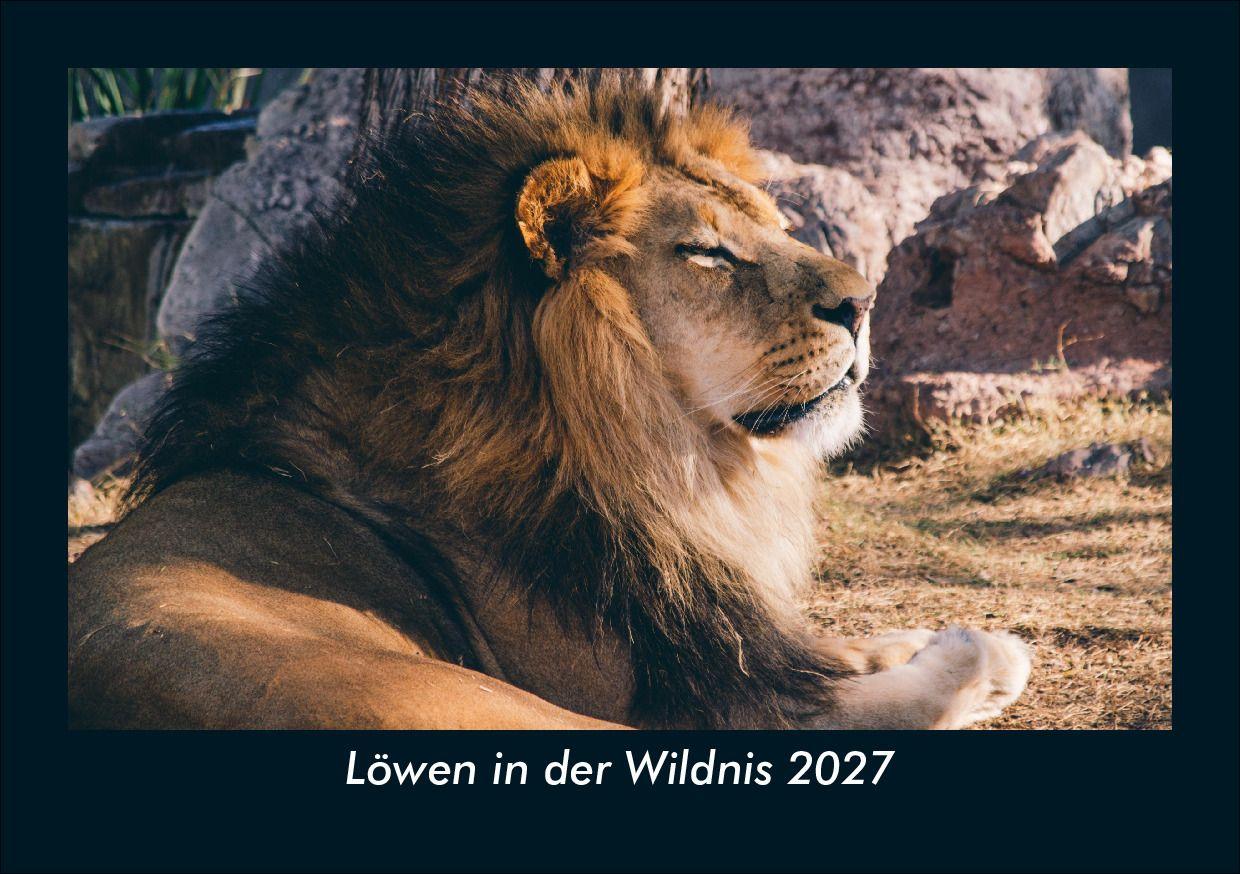 Löwen in der Wildnis 2027 Fotokalender DIN A5