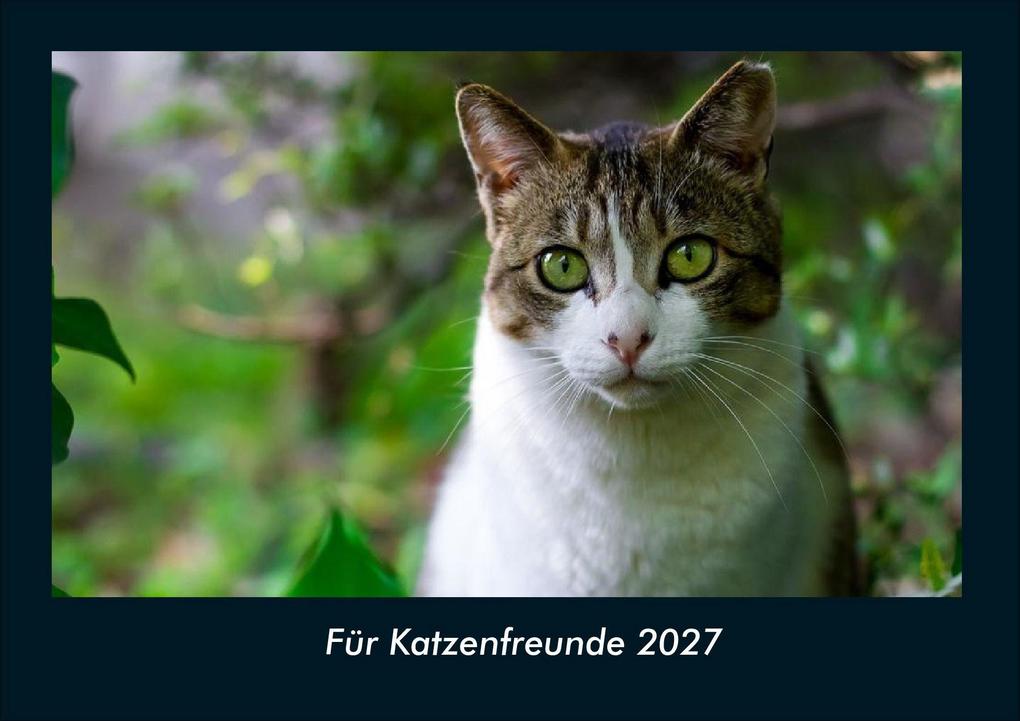 Für Katzenfreunde 2027 Fotokalender DIN A4