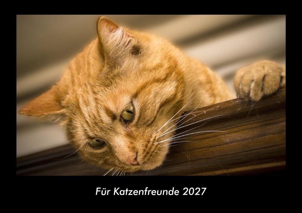 Für Katzenfreunde 2027 Fotokalender DIN A3