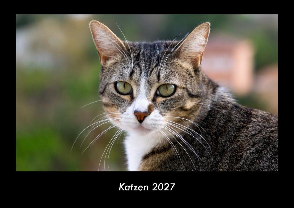 Katzen 2027 Fotokalender DIN A3