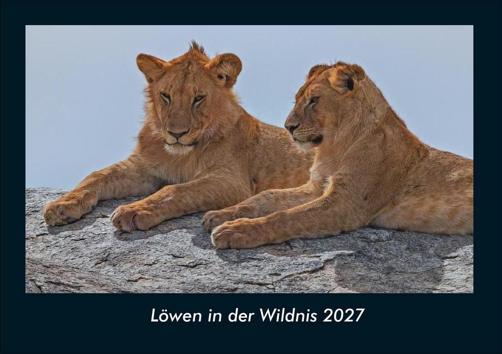 Löwen in der Wildnis 2027 Fotokalender DIN A4