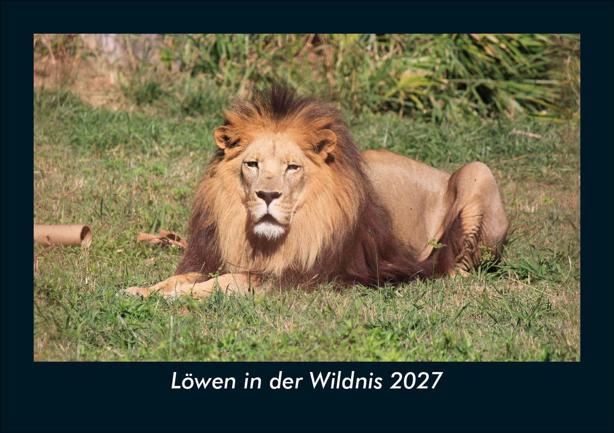 Löwen in der Wildnis 2027 Fotokalender DIN A5