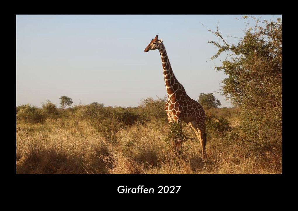 Giraffen 2027 Fotokalender DIN A3