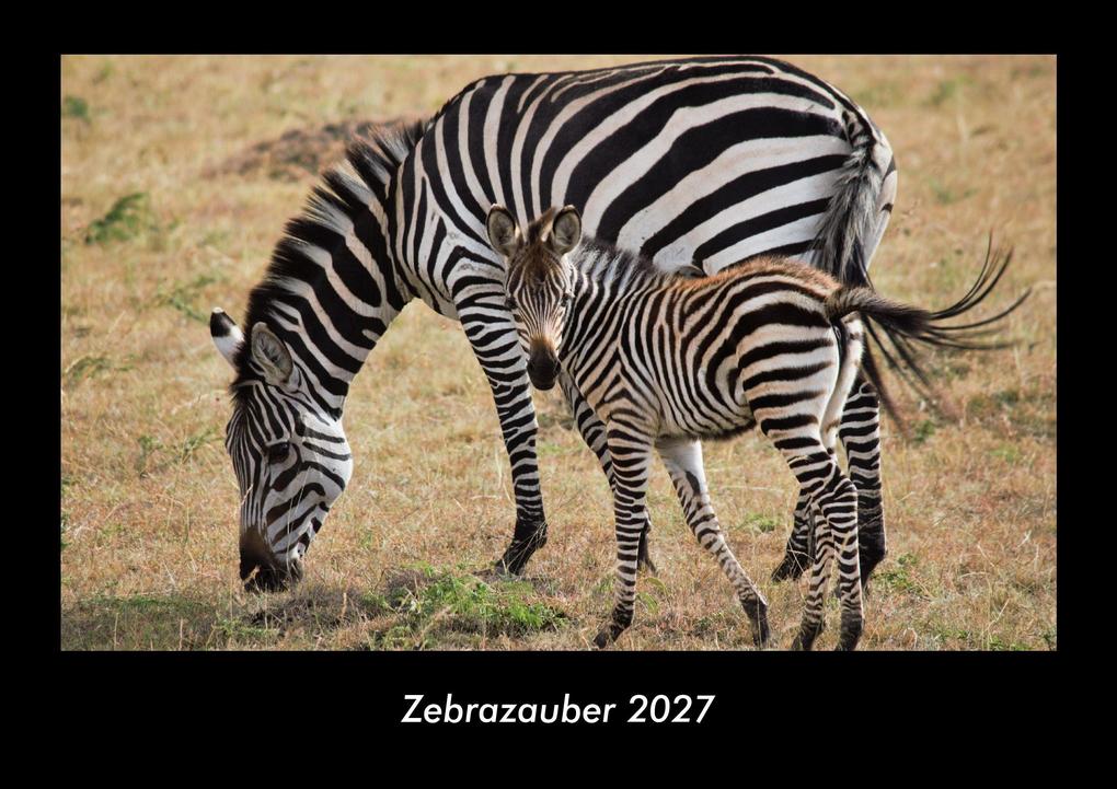 Zebrazauber 2027 Fotokalender DIN A3