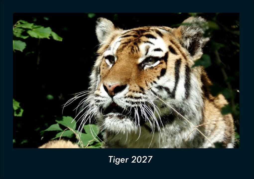 Tiger 2027 Fotokalender DIN A4