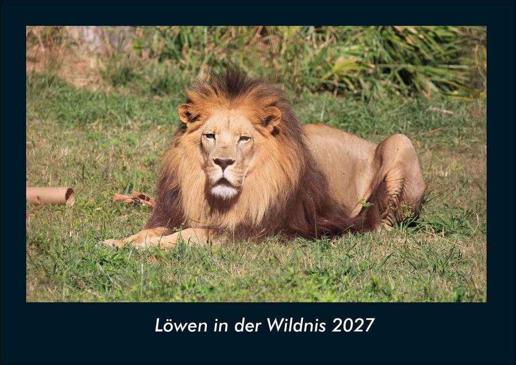 Löwen in der Wildnis 2027 Fotokalender DIN A4