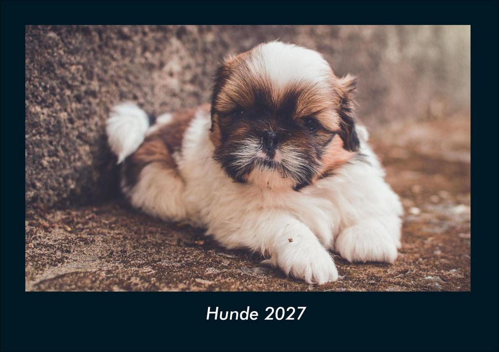 Hunde 2027 Fotokalender DIN A4