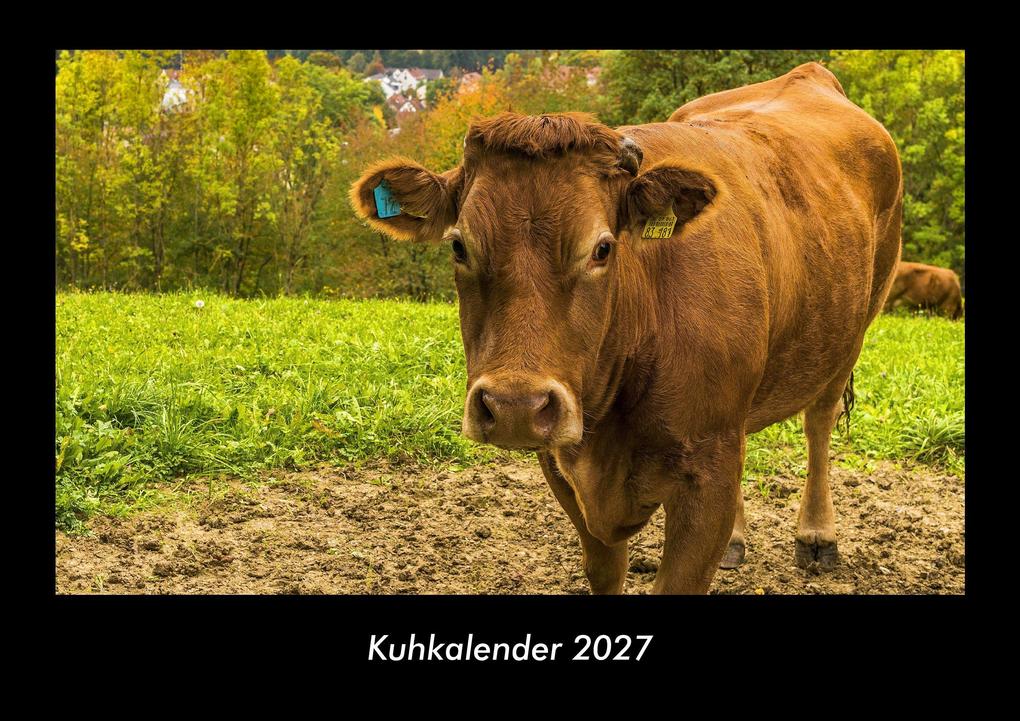 Kuhkalender 2027 Fotokalender DIN A3
