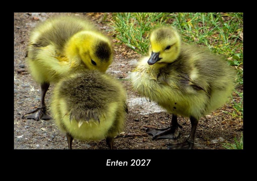 Enten 2027 Fotokalender DIN A3