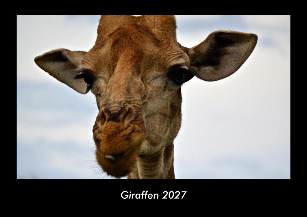 Giraffen 2027 Fotokalender DIN A3