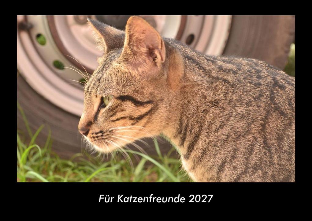 Für Katzenfreunde 2027 Fotokalender DIN A3