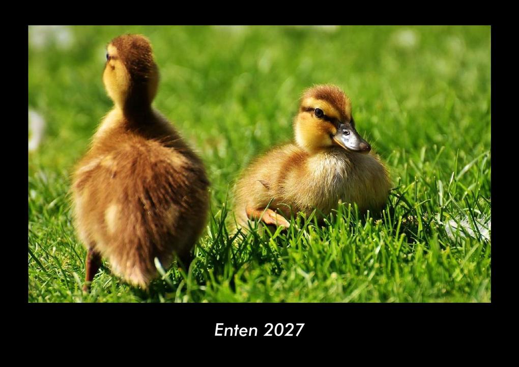 Enten 2027 Fotokalender DIN A3