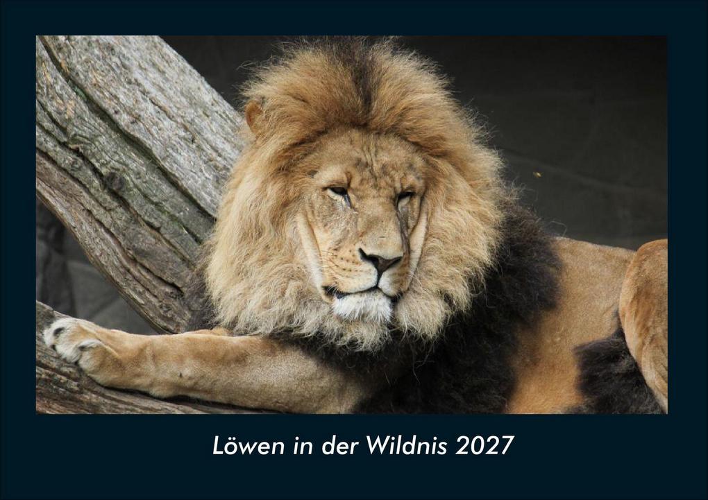 Löwen in der Wildnis 2027 Fotokalender DIN A4