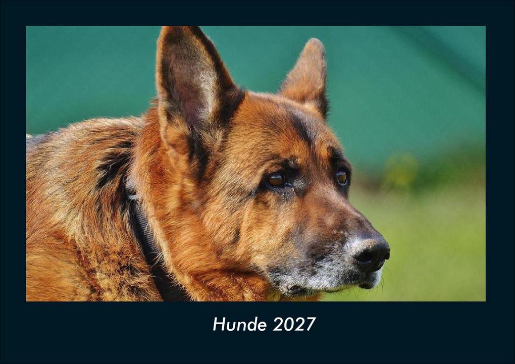 Hunde 2027 Fotokalender DIN A4